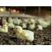 To prevent avian flu, Brazil bans farm visits