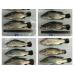 Improving productivity, efficiency in Asian sea bass aquaculture