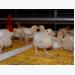 Should US, EU growers ignore cage housing for broilers?