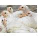 15 details needed in poultry veterinary feed directive