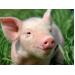 4 global pig meat trade data trends identified