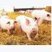 Smithfield acquires pork facilities and farms from Hormel