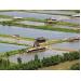 SFP urges sectorwide improvements for Southeast Asia farmed shrimp