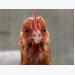H5N8 avian influenza strikes layer farm in Greece