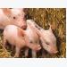 Piglet growth helped with yeast instead of antibiotics