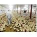 Exploring limited options against broiler coccidiosis