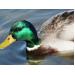 H5N2 avian influenza detected in duck in Montana
