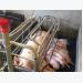 New Farrowing Feeding System