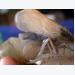 Australia tìm nguyên nhân gây dịch bệnh đốm trắng ở tôm