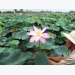 trong-sen-thay-lua-vu-ba-o-an-giang
