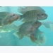 Does enzyme use ensure higher gain in tilapia production?