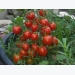 Kỹ thuật trồng cà chua bi cho quả sai trĩu trịt