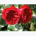 Kỹ thuật trồng cây hoa hồng leo Red Eden đẹp mê mẩn