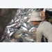 U.S. to make decision on fish imports from Vietnam in March