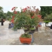 Kỹ thuật trồng cây hoa hồng bonsai độc, lạ thu tiền triệu mỗi cây