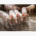 Recombinetics, DNA Genetics form alliance to end surgical castration of swine