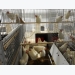 Stimulating feed intake should be the focus of pullet rearing: nutritionist