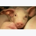 Amino acid may give piglets a boost