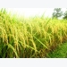 Những tiến bộ kỹ thuật và triển vọng của ngành trồng lúa