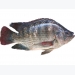 Low-cost enzymes may offer digestion boost to tilapia