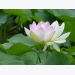 me-man-voi-sen-cung-dinh-trong-tai-nha-mang-huong-thom-nhe-diu