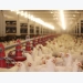 Three-in-one probiotic offers interactive benefits for poultry