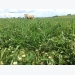 What are benefits of growing multiple types of forage grasses for grazing animals?