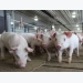 Wheat-DDGs drop feed efficiency in young swine diets, don’t alter intake