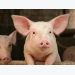 Weanling pigs may see digestion bump from additive zinc oxide nanoparticles