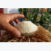 Vietnam to attend Indonesia rice tender
