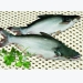 Trung Quốc: Ngành dịch vụ ăn uống chọn cá tra Việt Nam hơn cá rô phi trong nước