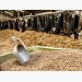 Should producers hike zinc levels in high producing dairy cows?