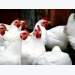 New poultry research facility aims to improve bird welfare, consumer confidence