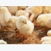 Regionally relevant probiotic may boost growth, weight gain in broilers