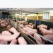 Tăng năng suất chăn nuôi lợn bằng công nghệ thụ tinh nhân tạo