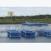 Prawn potential: Ridley feed trial in Thailand successful