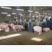 Mathematical models may support cheaper swine feed with no drop in production