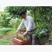 Đáng nể tấm gương nuôi ong VietGAP, mỗi năm thu hơn 2 ngàn lít mật sạch