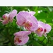 Kỹ thuật trồng cây hoa Phong lan đẹp quyến rũ, hương thơm nồng nàn
