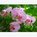 Kỹ thuật trồng cây hoa Phong lan đẹp quyến rũ, hương thơm nồng nàn