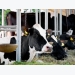 How can dairy cows be more efficient in utilizing fatty acids?