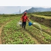 Mai Chau successfully builds safe veggie farming-distribution model