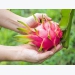 Dragon fruit prices rise sharply