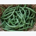 Growing Beans in the Home Garden