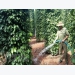 Vietnam may lose top rank as largest pepper producer: IPC
