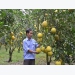 Bac Son commune has brought Dien pomelo trees to become main crops