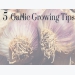 5 Garlic Growing Tips You Don’t Want to Miss
