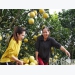 Over 17,800 tonnes of Luc Ngan’s orange and pomelo sold with increased price