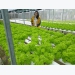 9X trồng rau thủy canh sạch mỗi ngày thu 2 triệu đồng