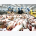 Fishery enterprises expand the domestic market